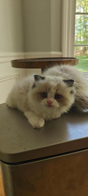 Ragdoll Bicolor Male1 photo 6