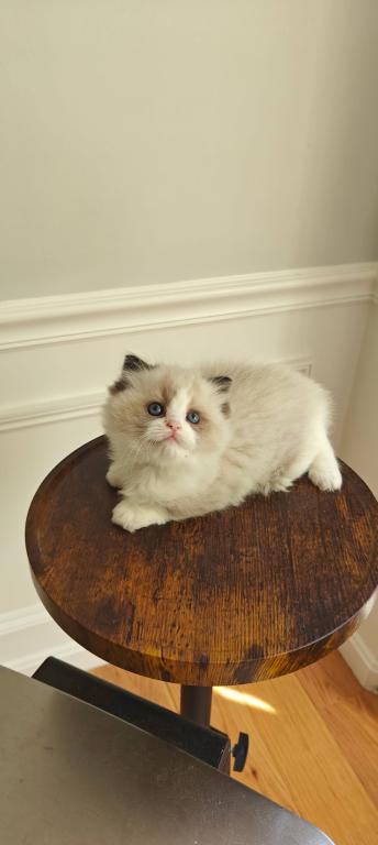 Ragdoll Bicolor Male1