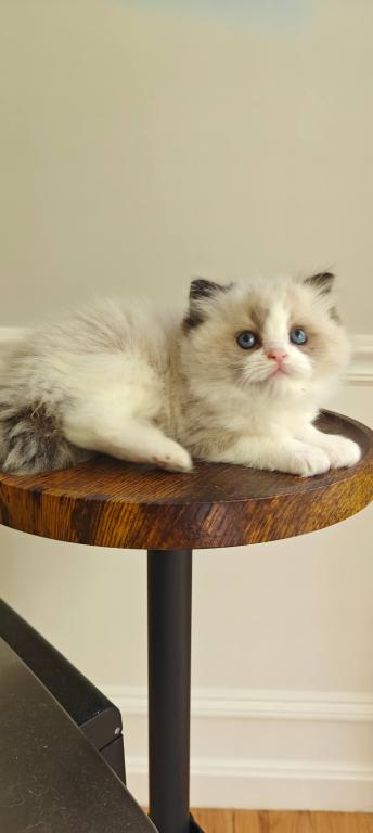 Ragdoll Bicolor Male1 photo 3