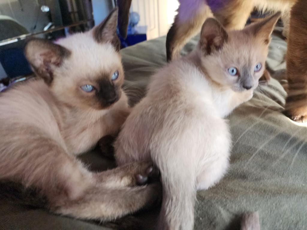 Siamese Kittens What A Treat Month Old photo 2