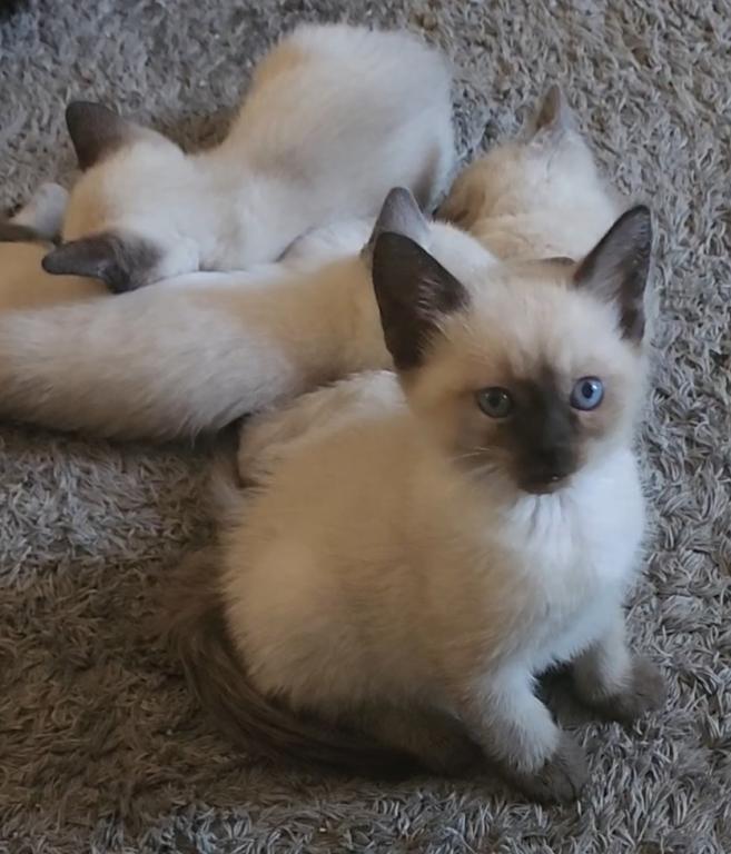 Siamese Kittens What A Treat Month Old photo 3