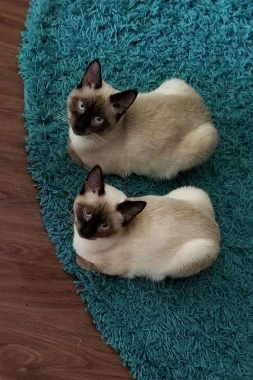 Siamese Kittens What A Treat Month Old photo 7