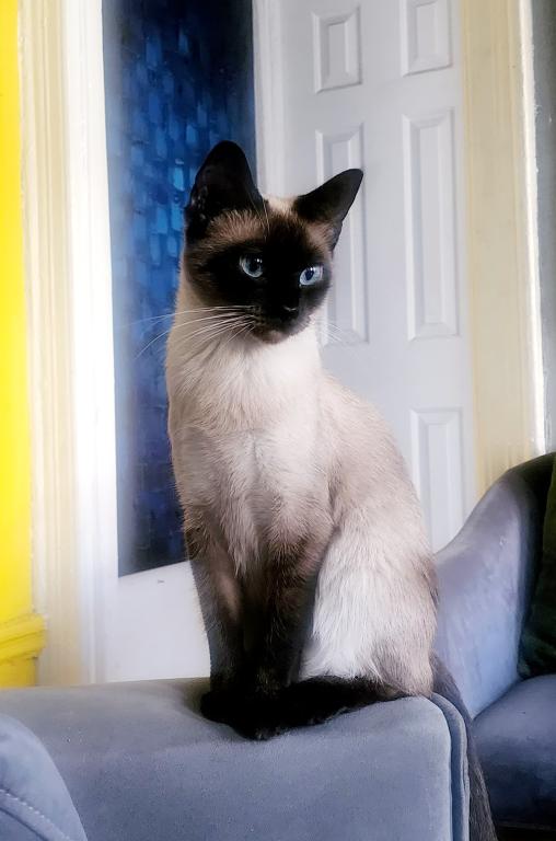 Siamese Kittens What A Treat Month Old photo 6