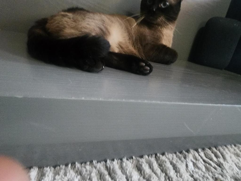 Siamese Kittens What A Treat Month Old photo 5