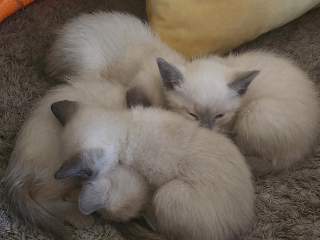 Siamese Kittens What A Treat Month Old photo 4