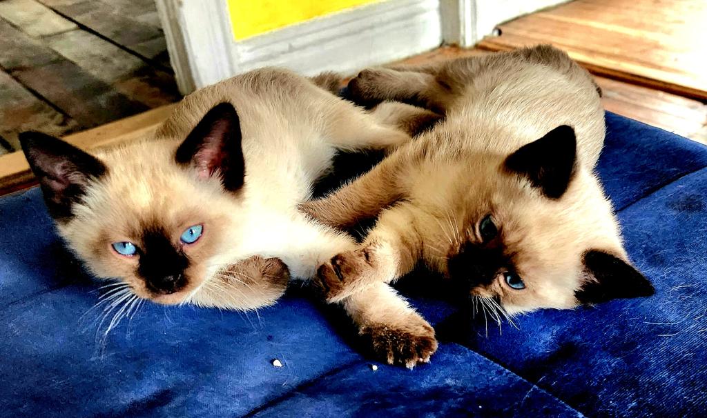 Siamese Kittens What A Treat Month Old