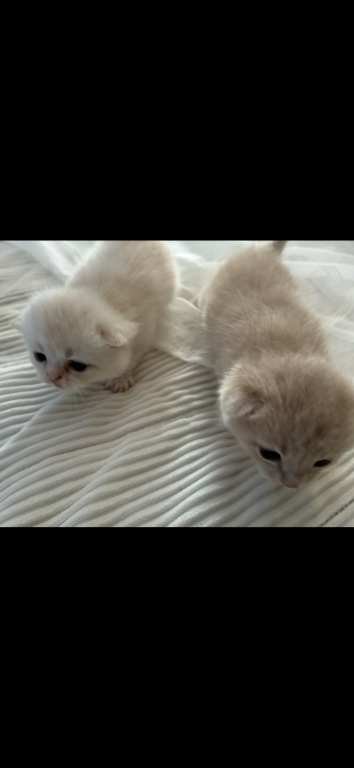 Cream photo 4