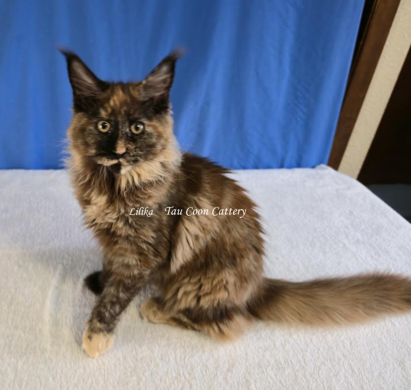 Lilika Tortie photo 40