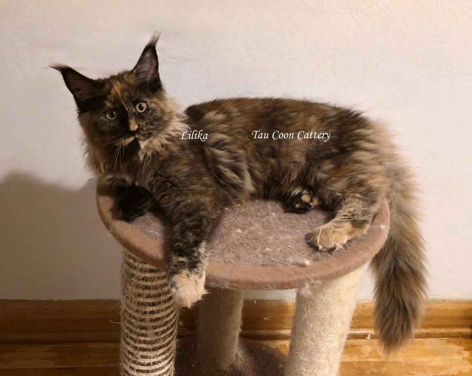 Lilika Tortie photo 33