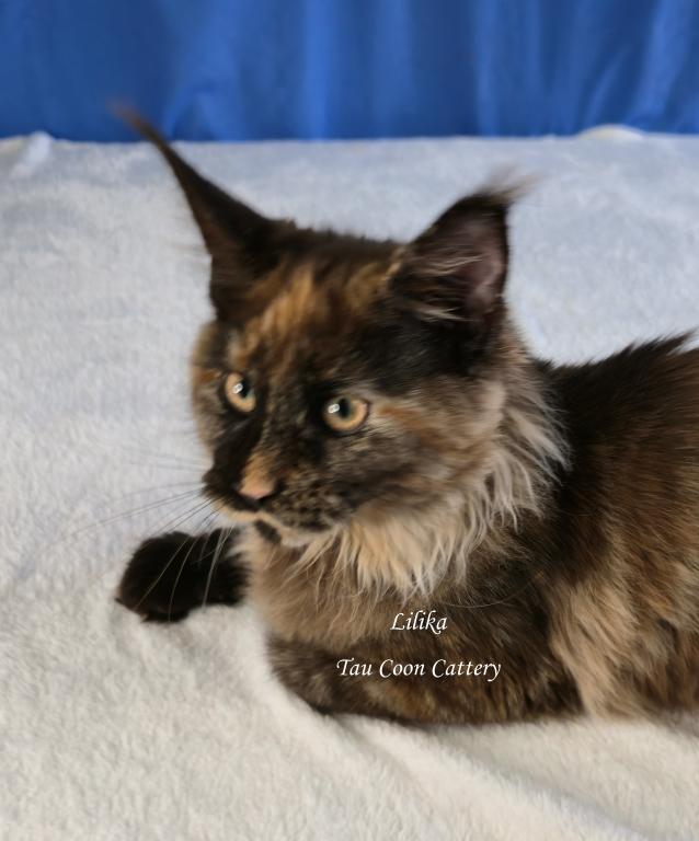 Lilika Tortie photo 38