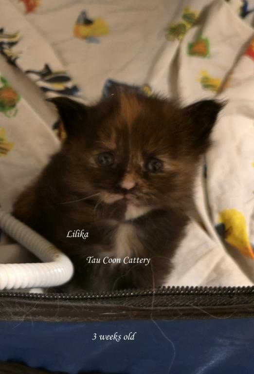 Lilika Tortie photo 4