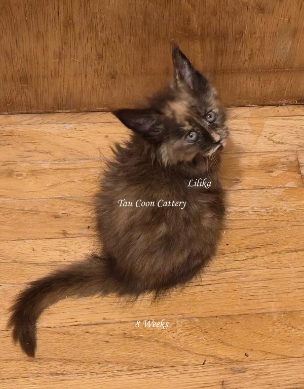 Lilika Tortie photo 84