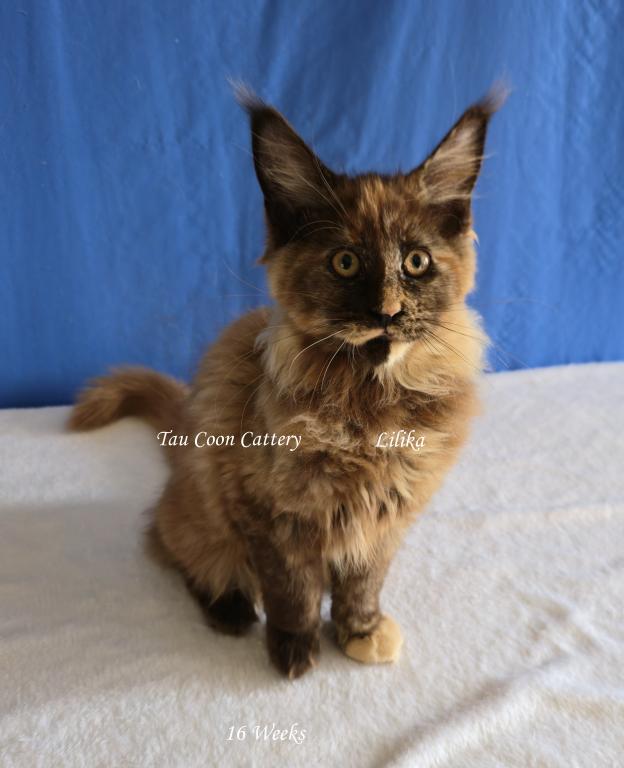 Lilika Tortie photo 62