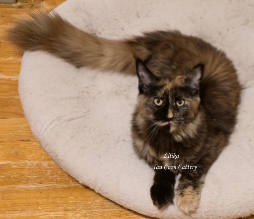 Lilika Tortie photo 15