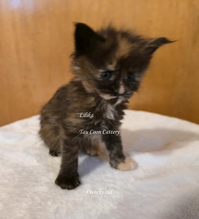 Lilika Tortie photo 5