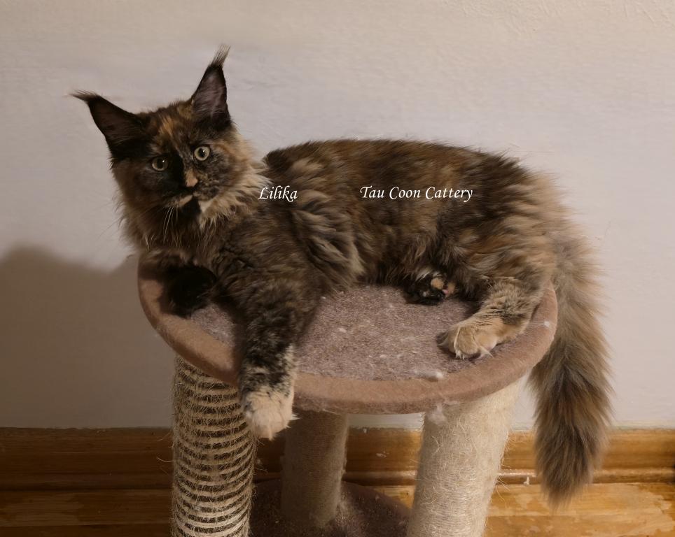 Lilika Tortie photo 36