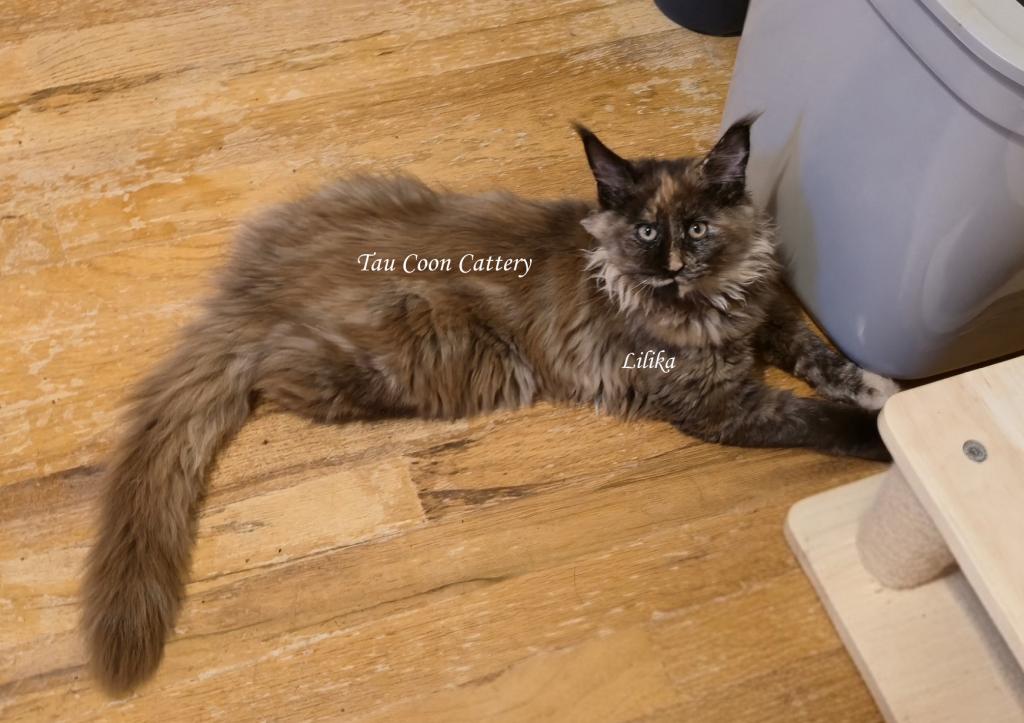 Lilika Tortie photo 51