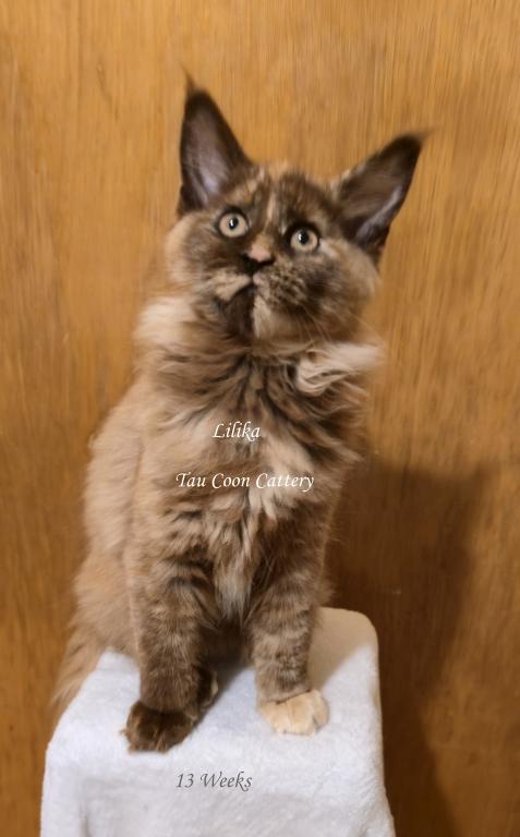 Lilika Tortie photo 76