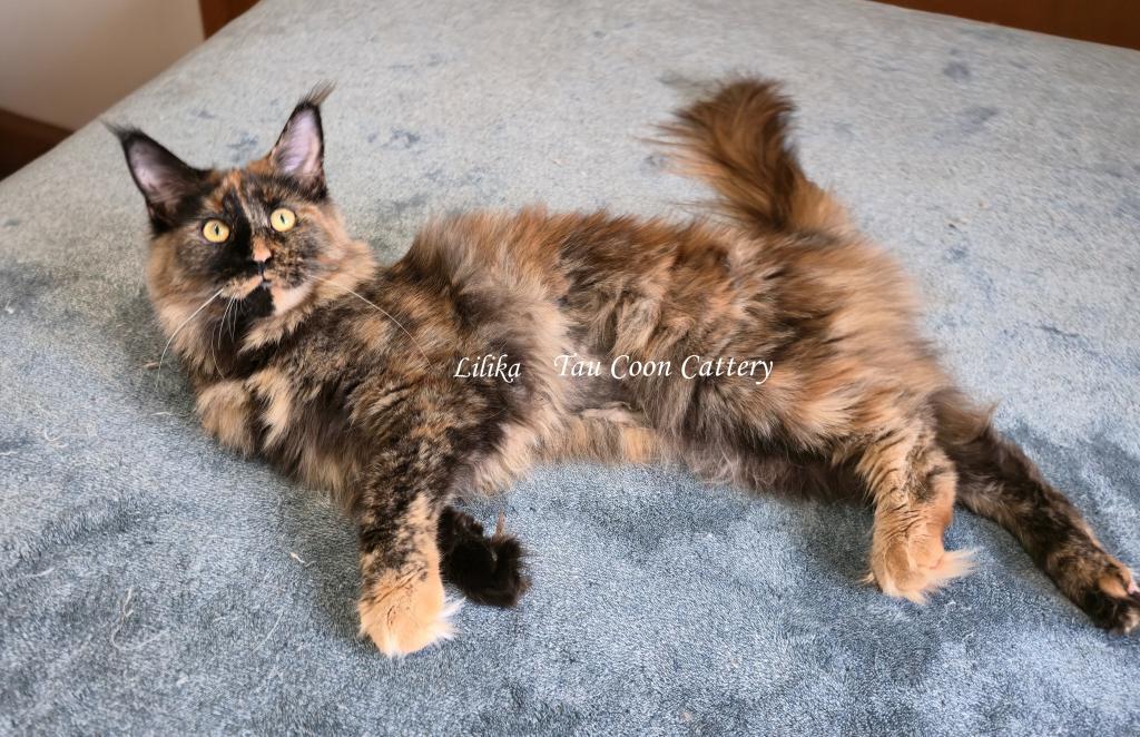 Lilika Tortie