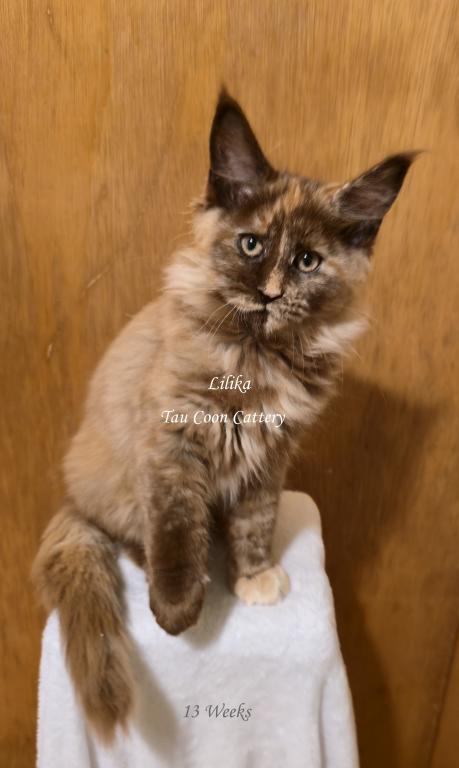Lilika Tortie photo 69