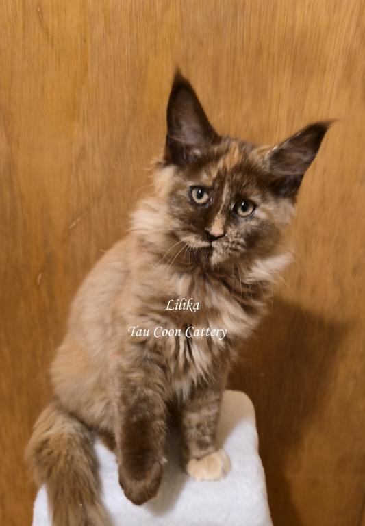 Lilika Tortie photo 66
