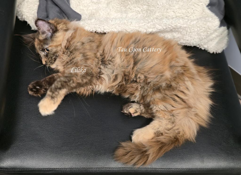 Lilika Tortie photo 50