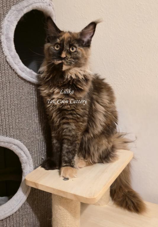Lilika Tortie photo 26