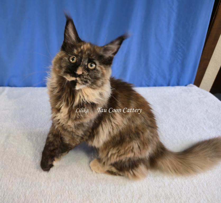 Lilika Tortie photo 41