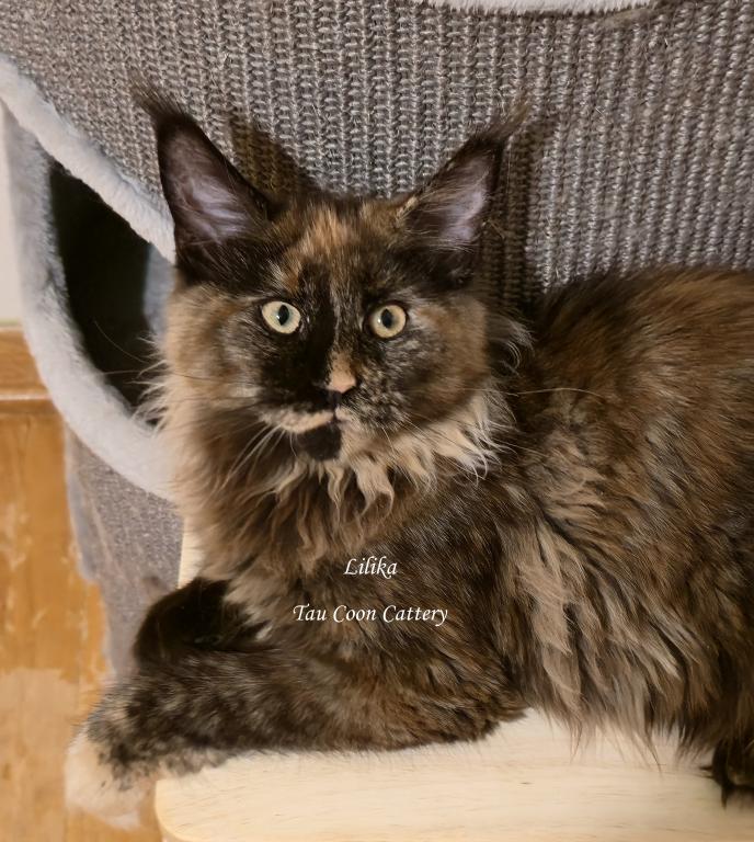 Lilika Tortie photo 32