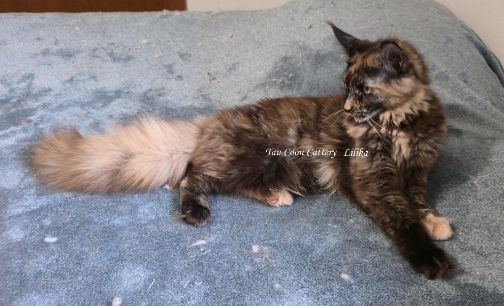 Lilika Tortie photo 14