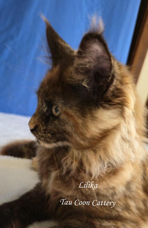 Lilika Tortie photo 52