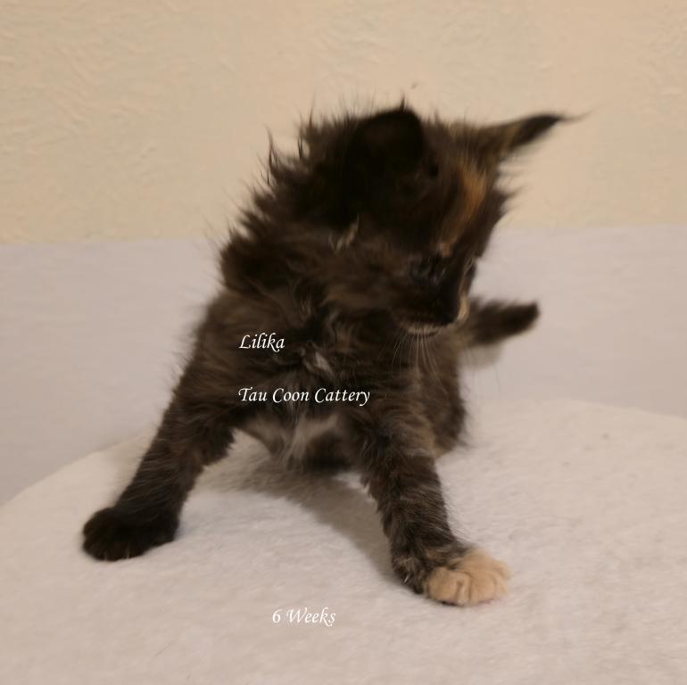 Lilika Tortie photo 87