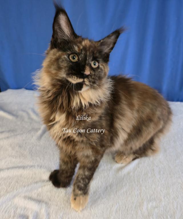 Lilika Tortie photo 37