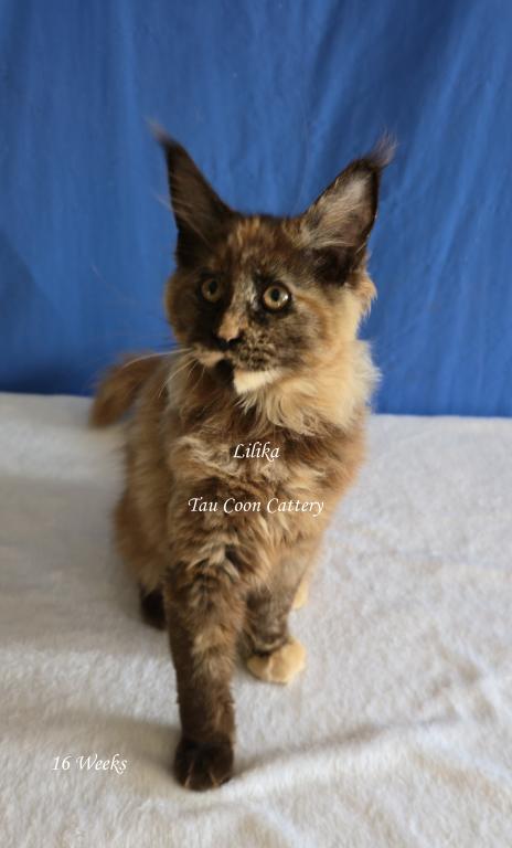 Lilika Tortie photo 64