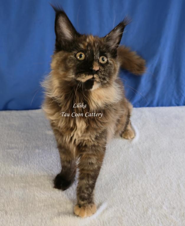 Lilika Tortie photo 43