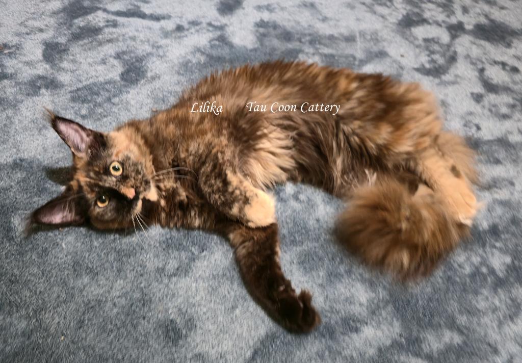 Lilika Tortie photo 13