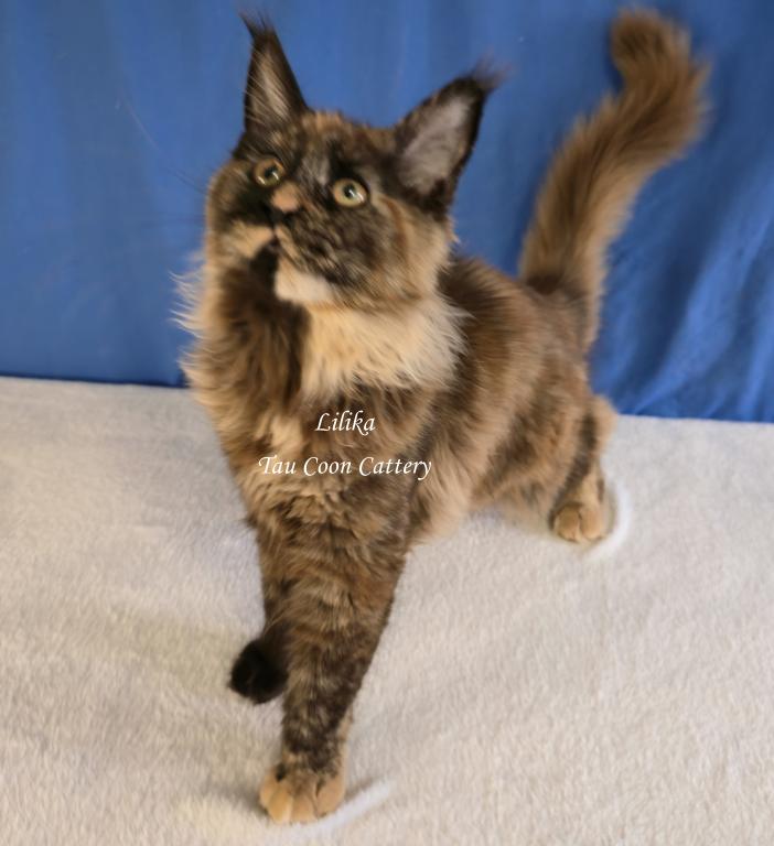 Lilika Tortie photo 45