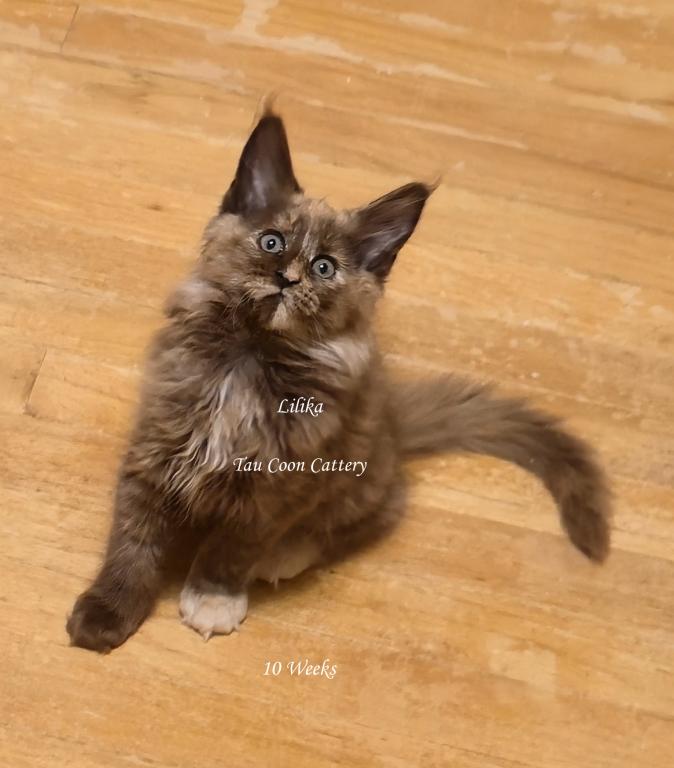 Lilika Tortie photo 80