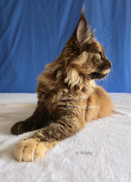 Lilika Tortie photo 55