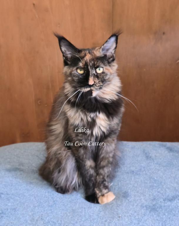Lilika Tortie photo 1