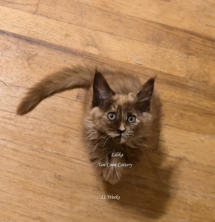 Lilika Tortie photo 86