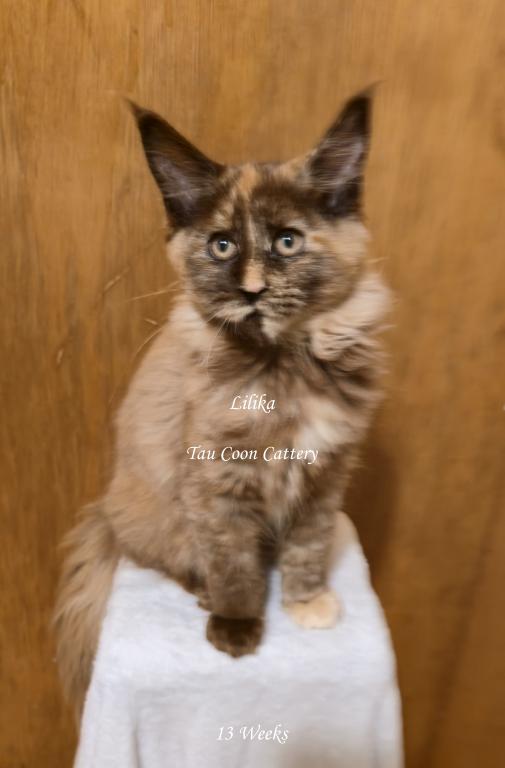 Lilika Tortie photo 71