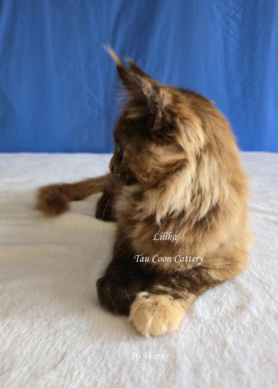 Lilika Tortie photo 58