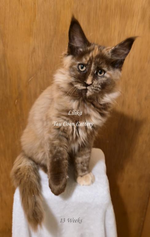 Lilika Tortie photo 70