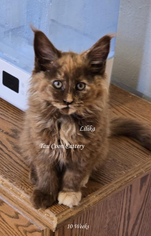 Lilika Tortie photo 82