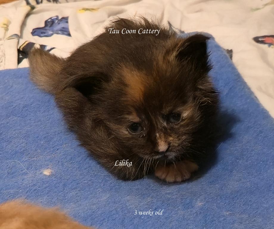 Lilika Tortie photo 3