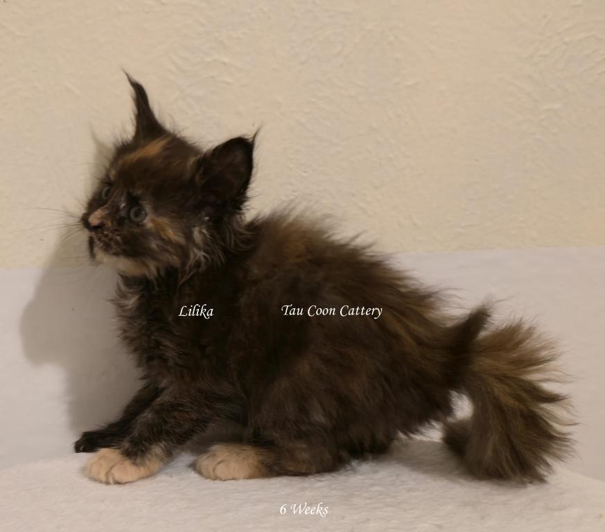 Lilika Tortie photo 91