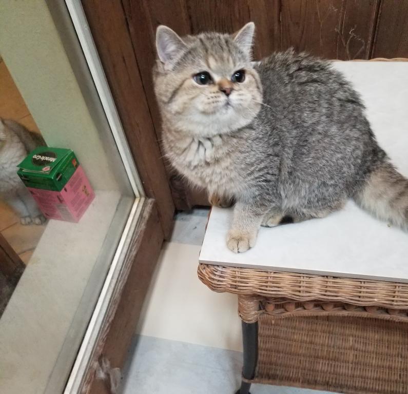 PABLO