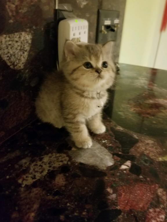 PABLO photo 2