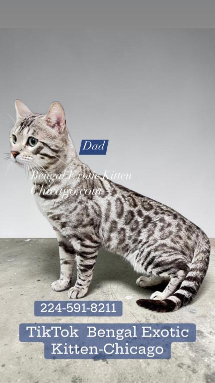 Bengal Kitten Silver Male photo 3